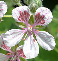 エロディウム・ペラルゴニフローラムの花